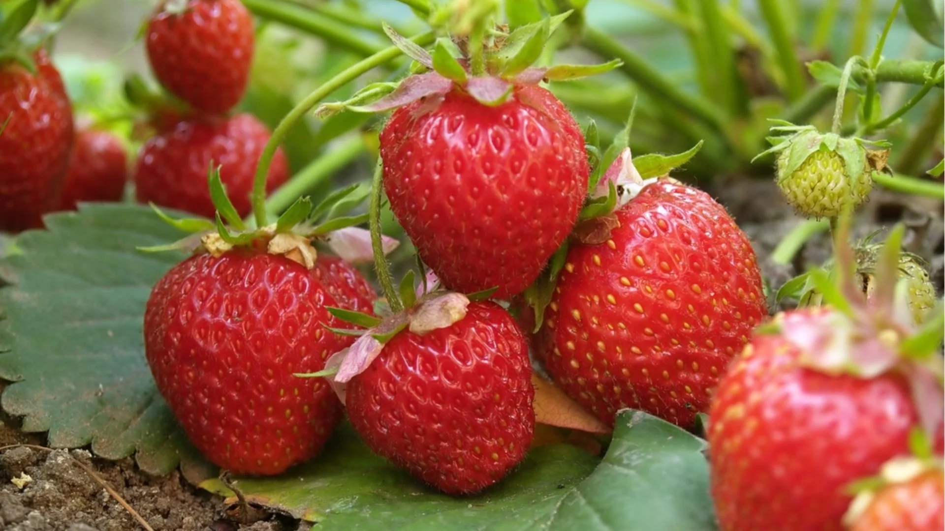 Как да засадите пореч в градината си за максимален добив