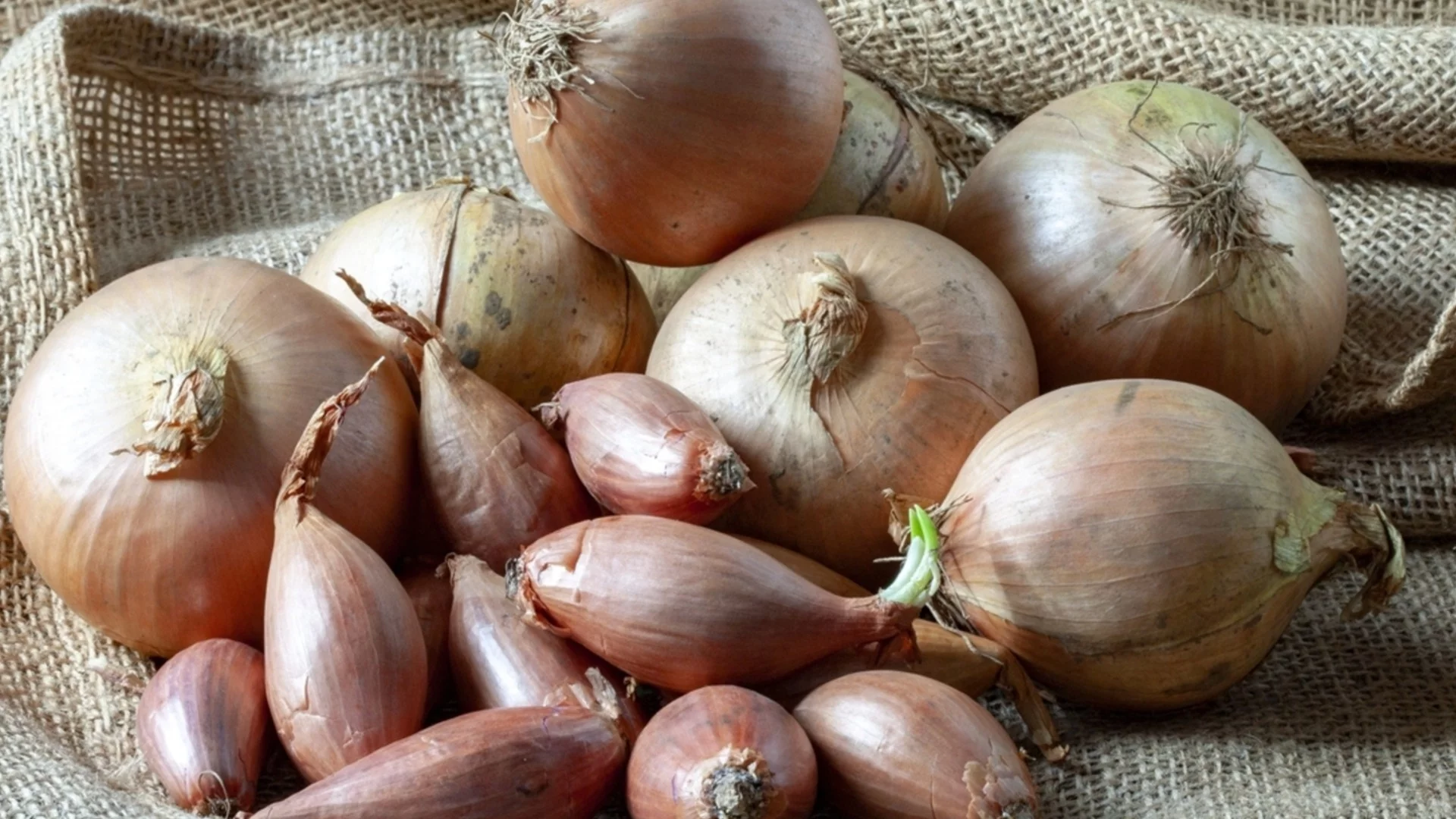 Това са най-добрите сортове лук за засаждане преди зимата