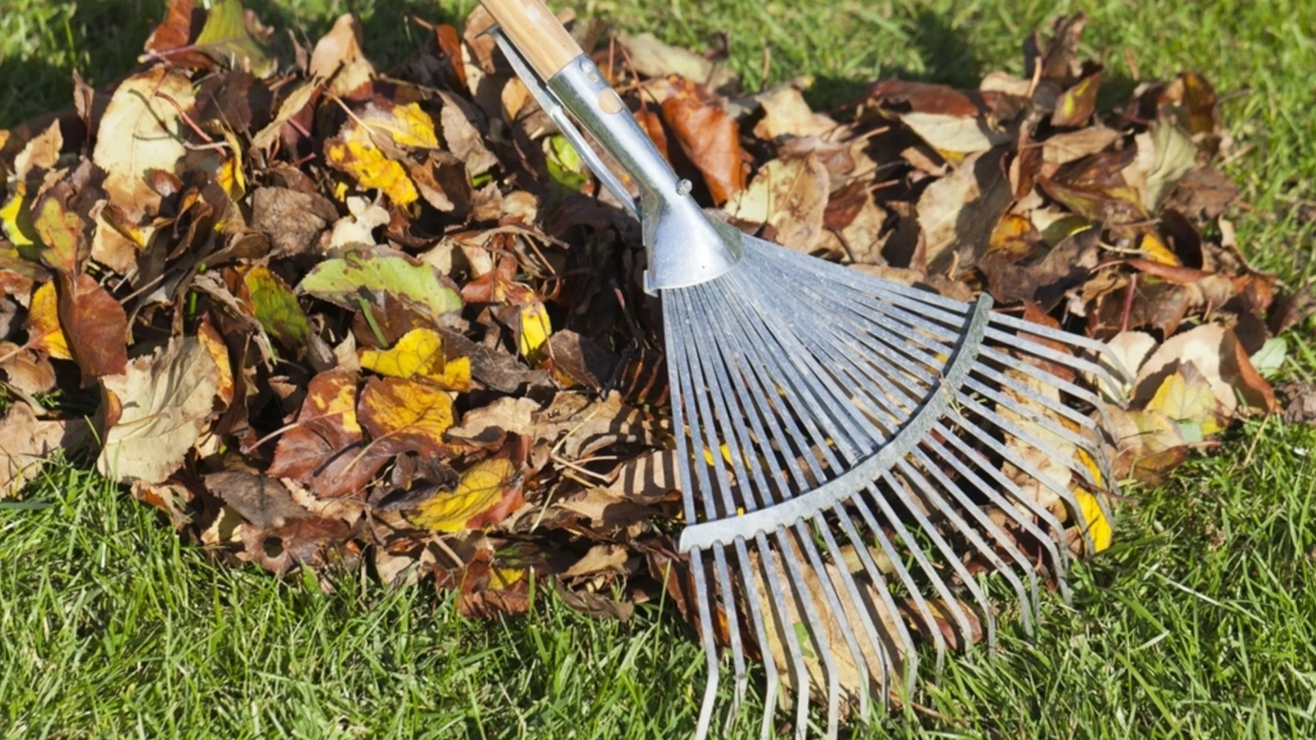 Най-ефективният метод за събиране на листата от двора