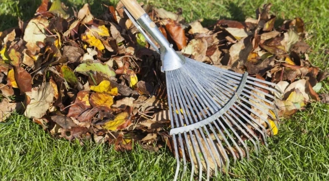 Най-ефективният метод за събиране на листата от двора