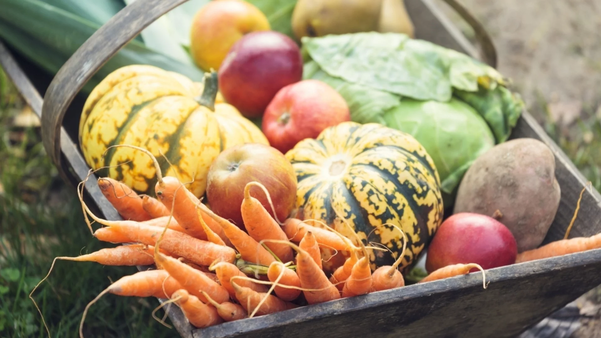 Какво да засадите в градина си през ноември?