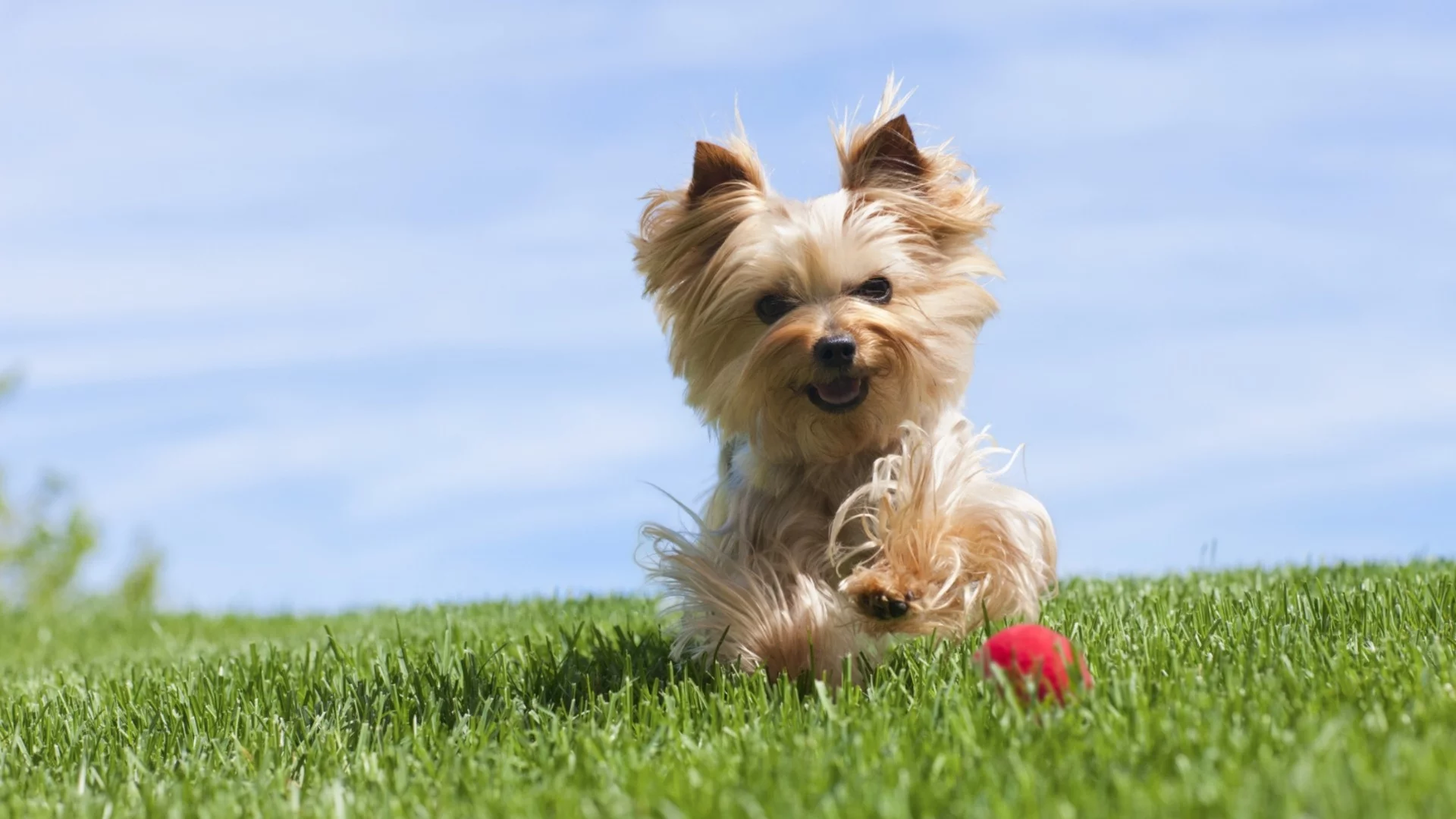 Жестоко отношение към животно: Жена хвърли кучето си от шестия етаж в Несебът