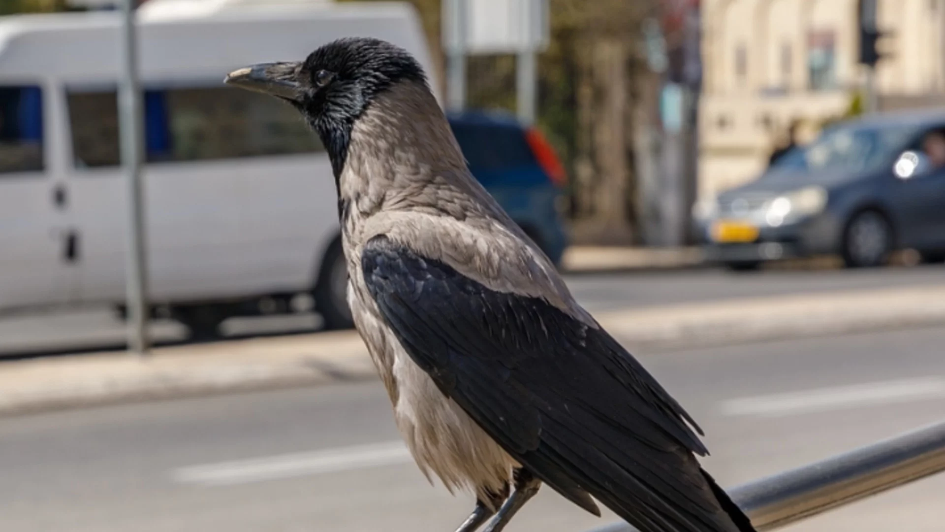 Необичаен пътник: Враната, която се вози в градския транспорт и пие чай (СНИМКИ)