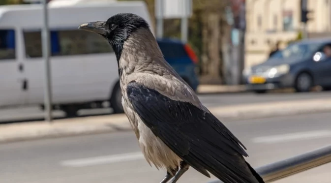 Необичаен пътник: Враната, която се вози в градския транспорт и пие чай (СНИМКИ)