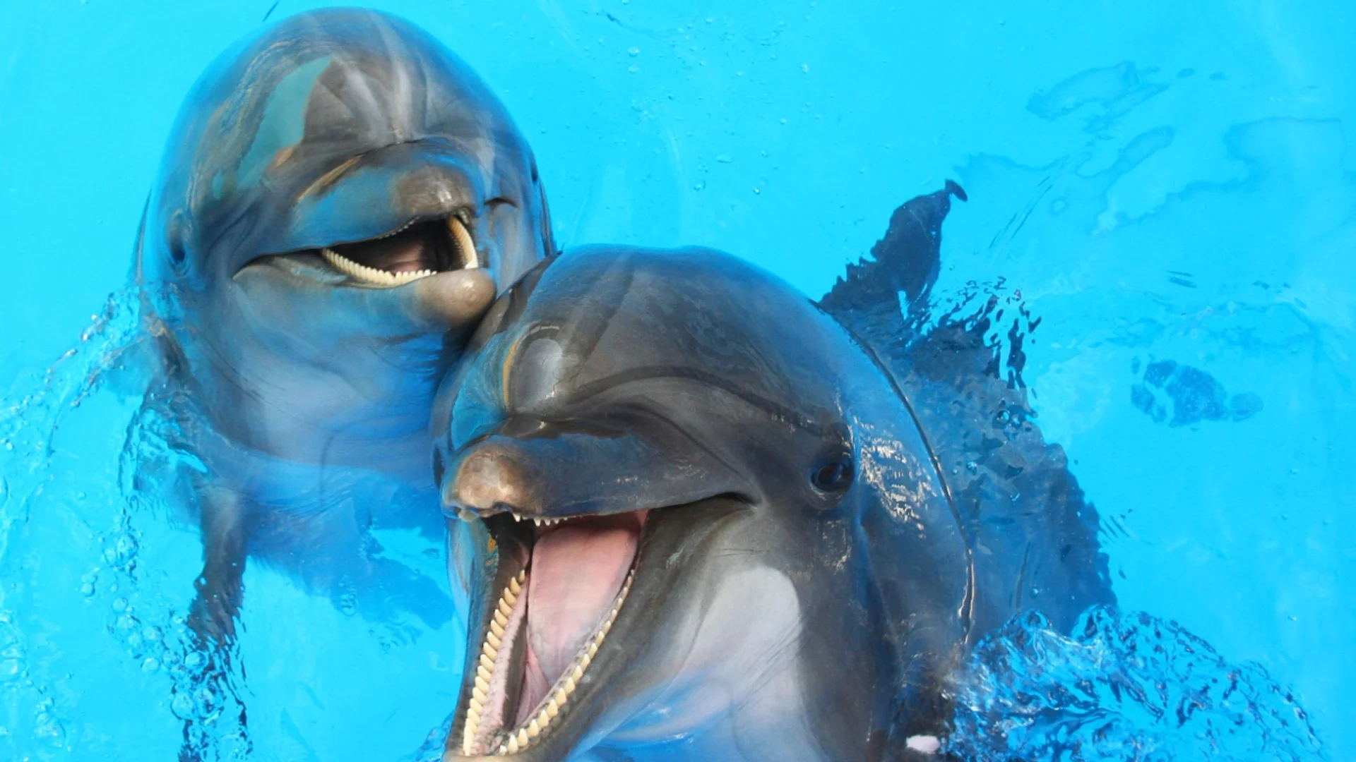 Може да бъде убит от витлата на лодките: Спасяват делфина Мимо във Венеция (ВИДЕО)