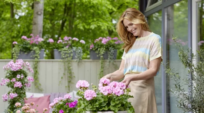 Как трябва да се премахват изсъхналите цветове от мушкатото