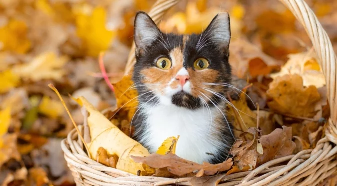 Как да планирате почивката си. Времето през уикенда 8-9 ноември 2025 г. 