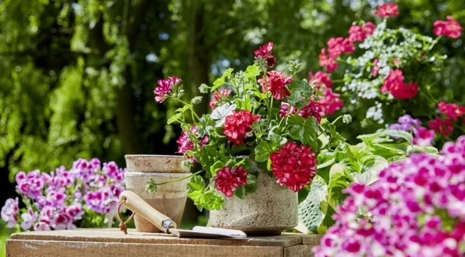 Как да осигурим достатъчно светлина за мушкатото през зимата