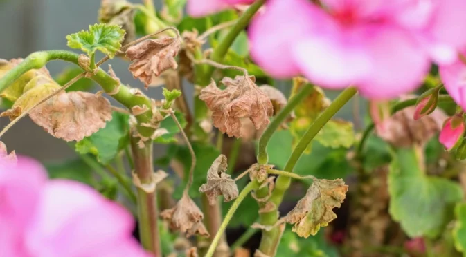 Как да възстановим изсъхнало мушкато