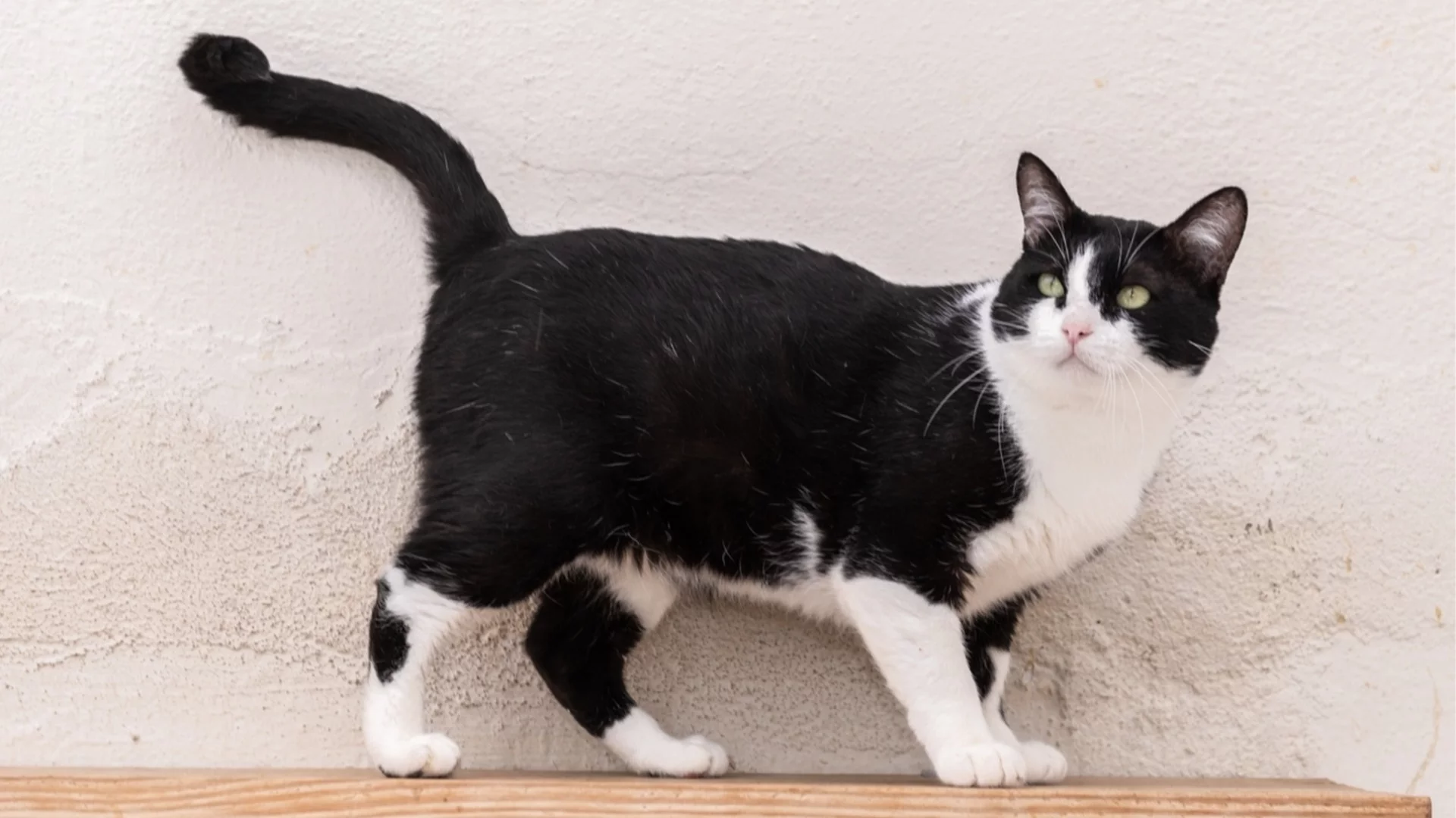 Справедливост за котето Феликс: Гневни жители на кв. "Изток" срещу поредната жестокост над животно