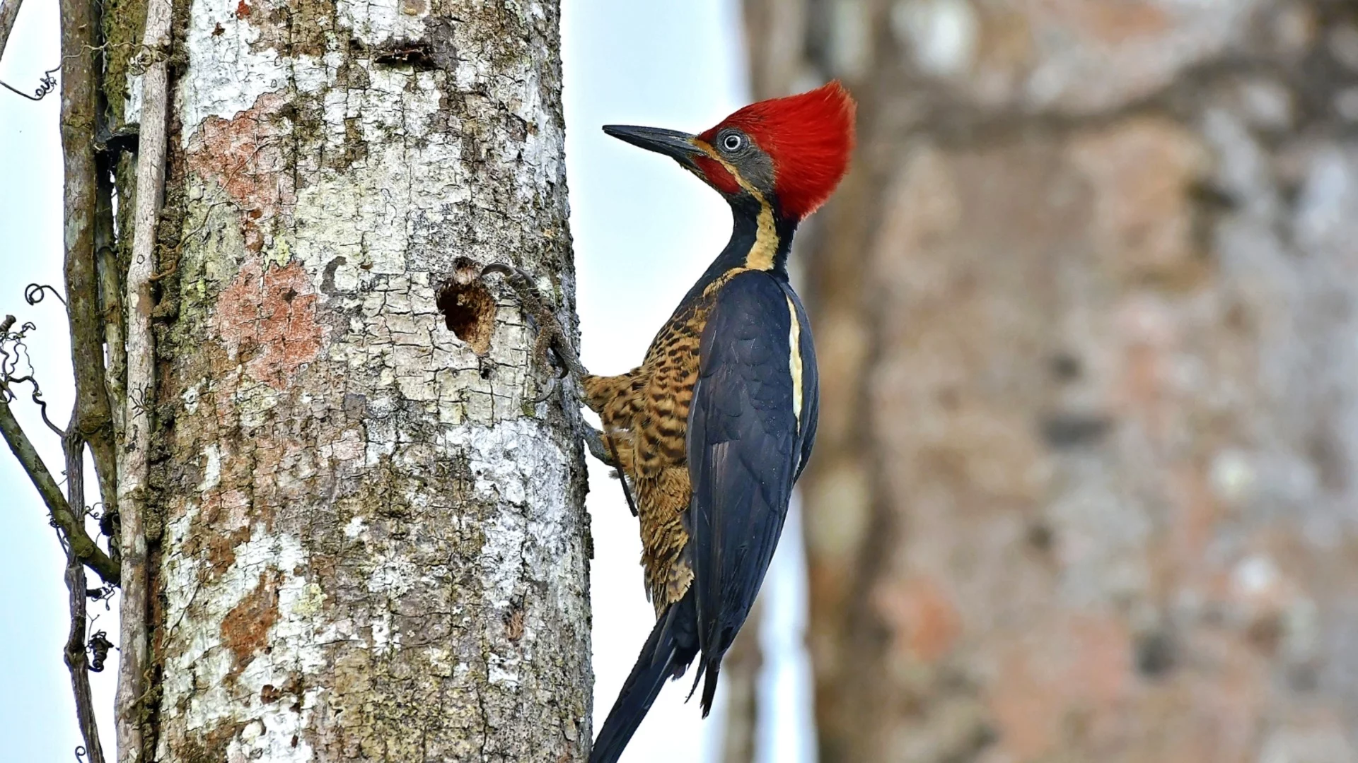 Кълвачите "ох"-кат като тенисисти