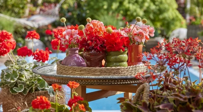 Как да разберем дали мушкатото има нужда от вода