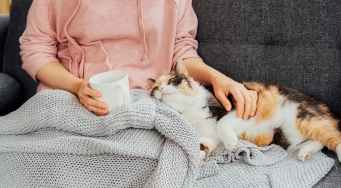 Защо котките сгъват лапите под тялото си?