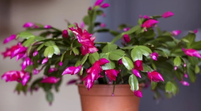 Как да накарате коледния кактус да цъфти за Коледа