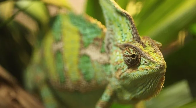 Кои са най-дълго живеещите животни на планетата - те живеят по няколко века