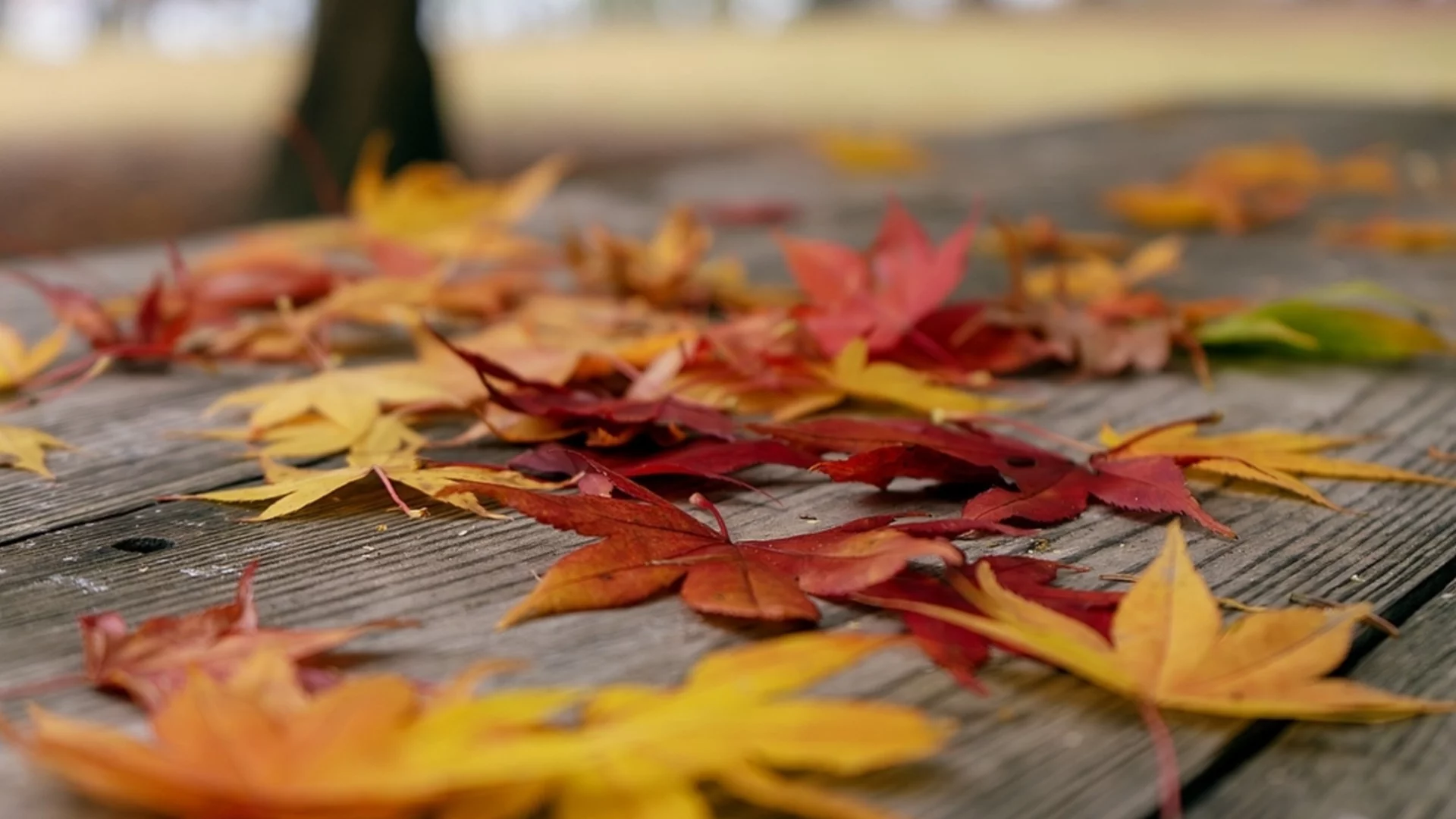 Прогноза за времето - 10 ноември 2025 г. (понеделник)