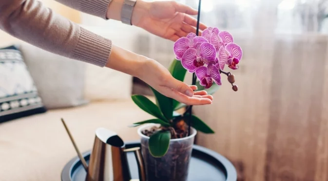 Как да се грижите за орхидеята през зимата