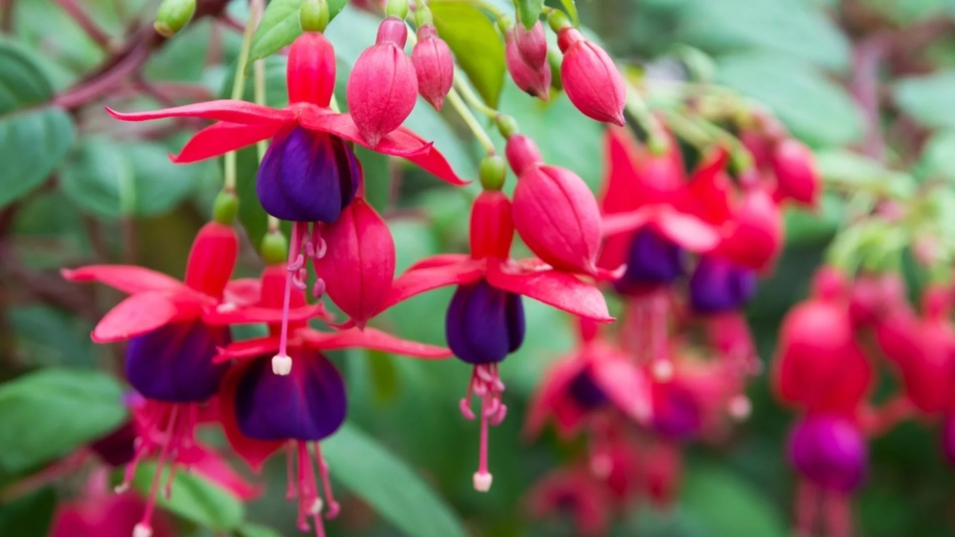 Размножаване на фуксии преди края на есента