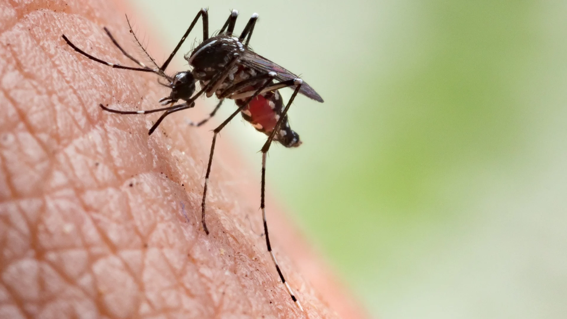 Дрон-убиец на комари, въоръжен с ножове: В САЩ представиха машината (ВИДЕО)