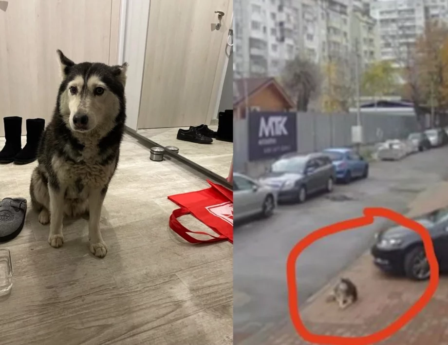 "Не заслужава да бъде доктор": Хирург от ВМА е обвинен, че умишлено е прегазил куче (ВИДЕО, 18+)