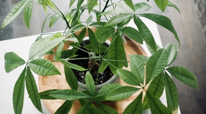 Едно нежно растение е магнит за пари: Всяко ново листо носи изобилие