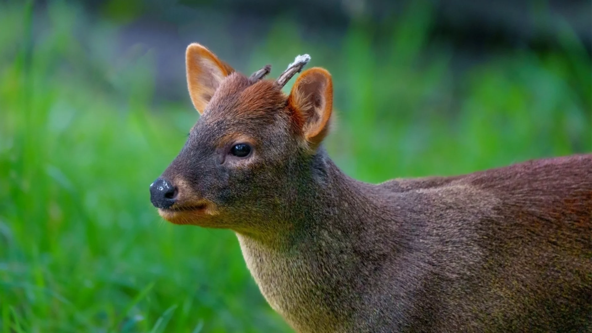 Рядко бяло пуду - малкият елен, който прилича на приказно създание (ВИДЕО)