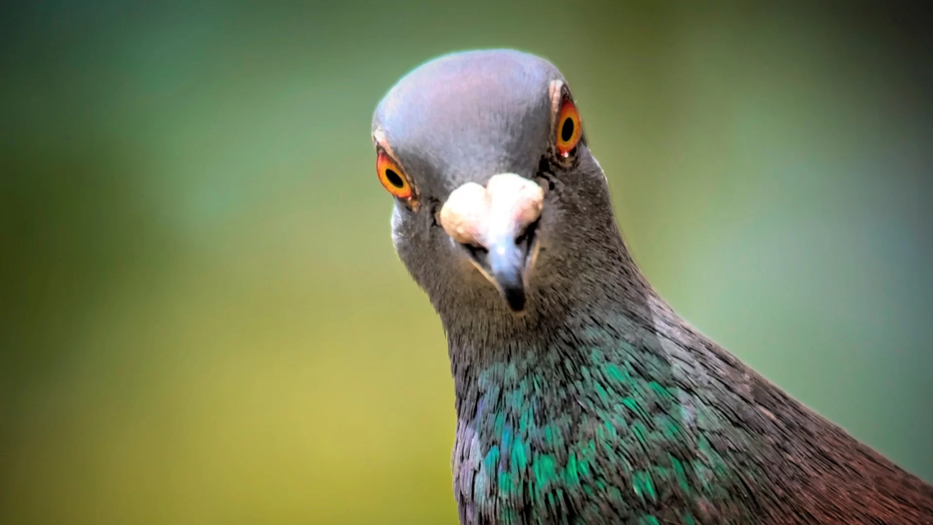 В коя европейска страна гълъбите са истински деликатес 