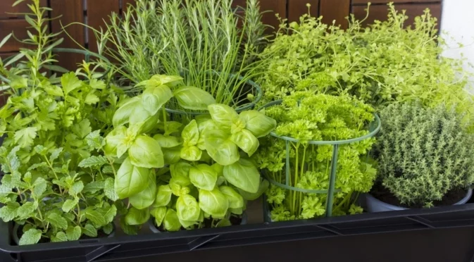 Лесната за отглеждане билка на закрито