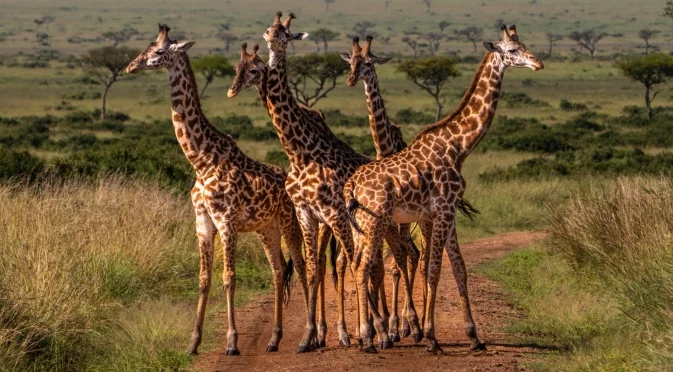 За шията е ясно, но защо жирафите имат толкова дълги крака?