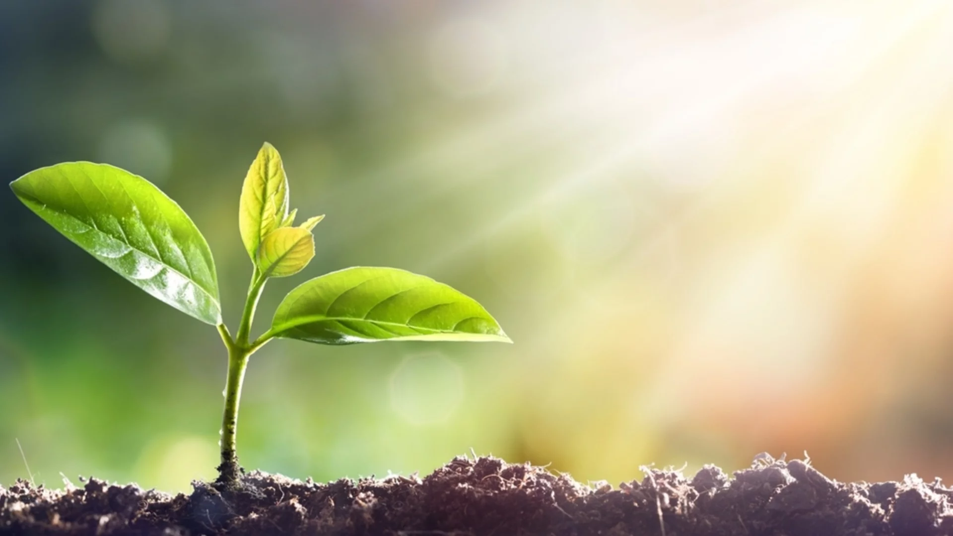 Как да повишите киселинността на почвата в градината ви