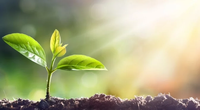 Как да повишите киселинността на почвата в градината ви