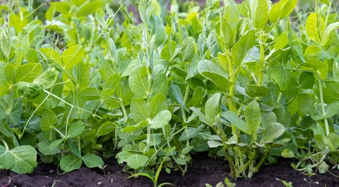 Зеленчукът с ниска поддръжка, който можете да започнете от семена на закрито тази зима  