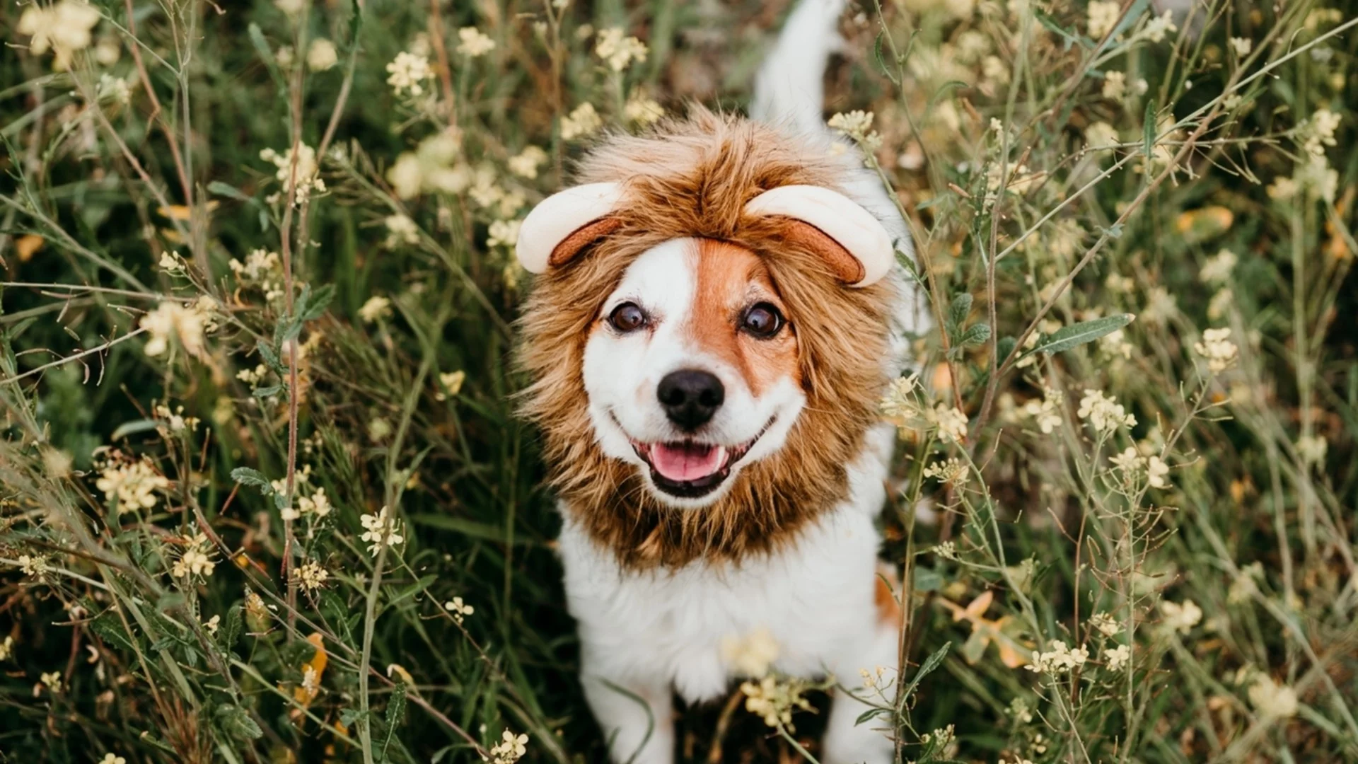 Предизвика паника: Куче, приличащо на лъв, се оказа "Мишка" (СНИМКА)