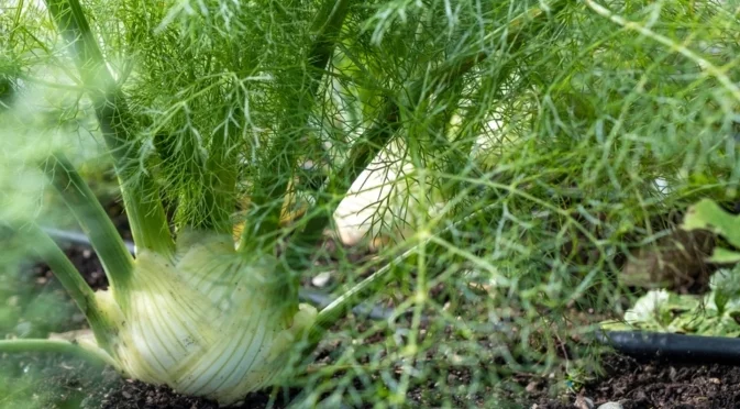 Кога и как да засадим копър през зимата?