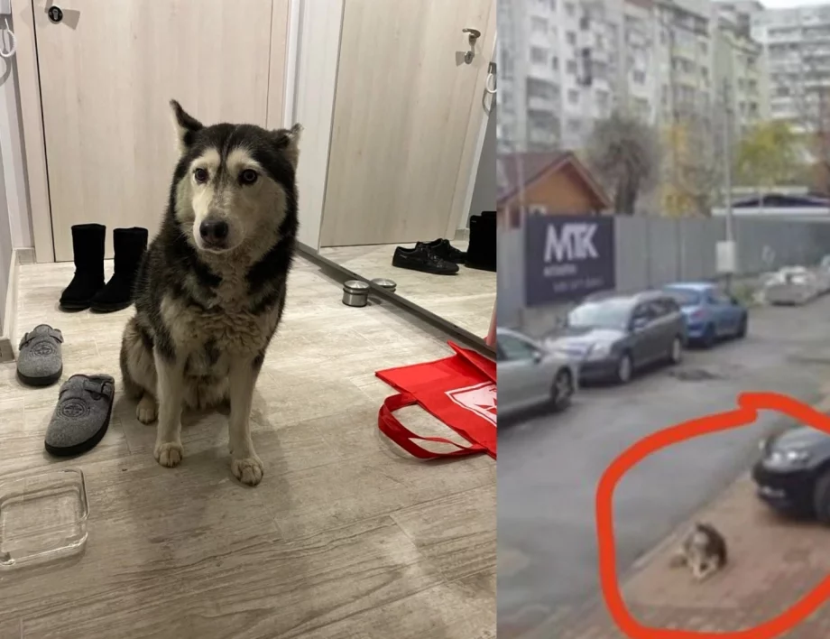 "Мина нарочно през кучето": Жители на столичен квартал излизат на протест, написаха "Убиец" на паркинга му