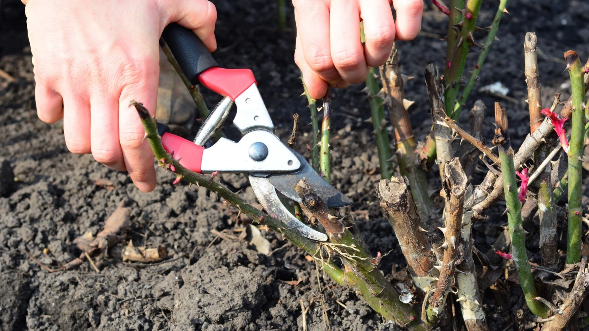 Растения, които можете да размножавате чрез резници през зимата