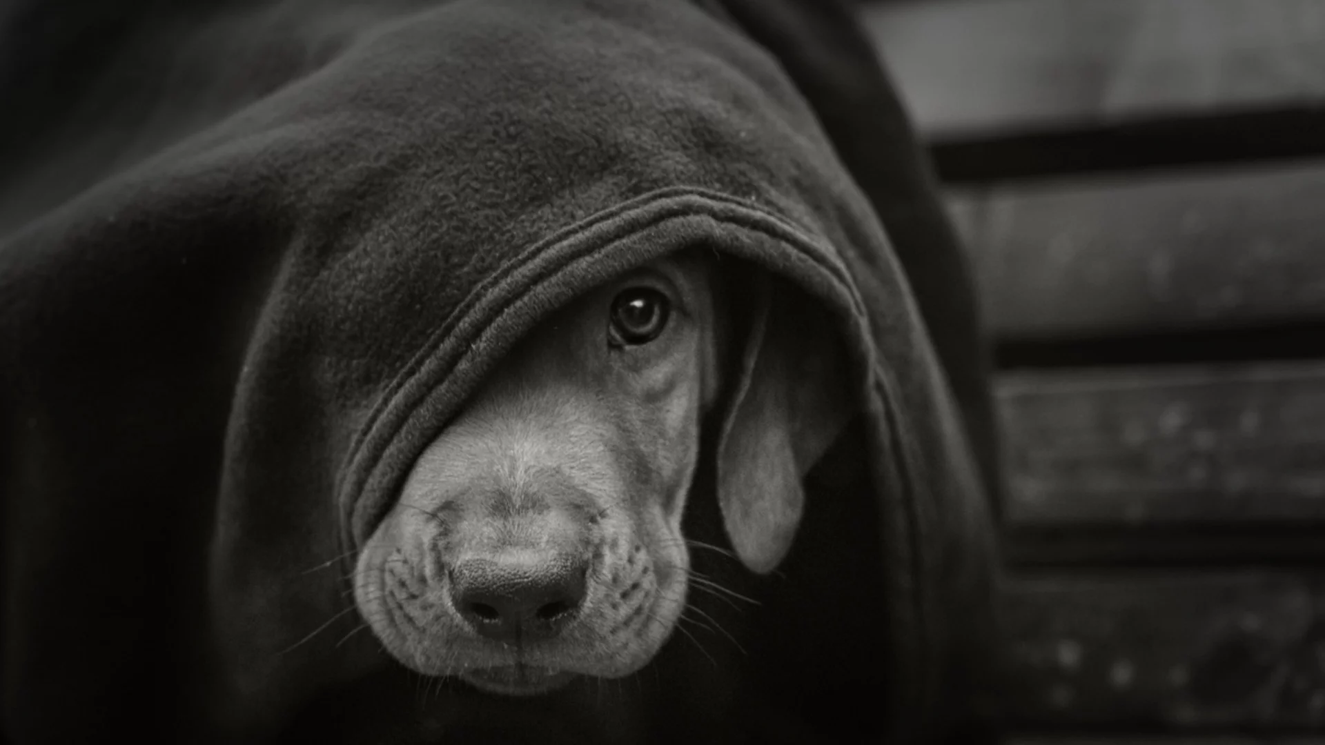 В памет на Мая или за удобството на възмущението 