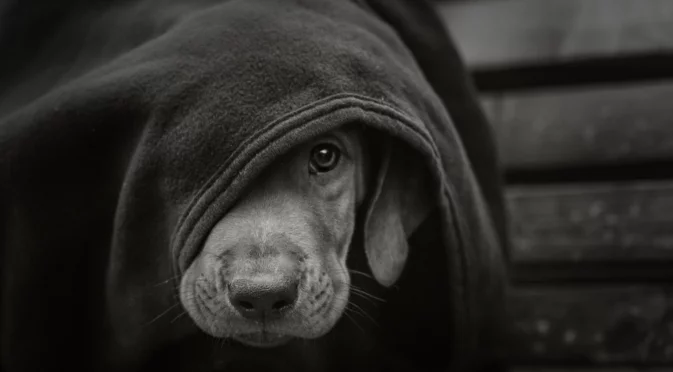 В памет на Мая или за удобството на възмущението 