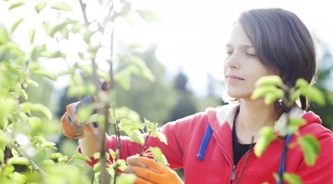 9 растения, които не трябва да се подрязват през ноември – няма да цъфнат на пролет
