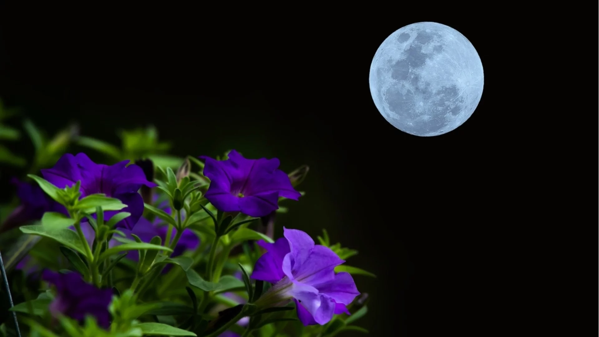 Култури и цветя за засаждане след пълнолуние