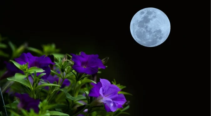 Култури и цветя за засаждане след пълнолуние