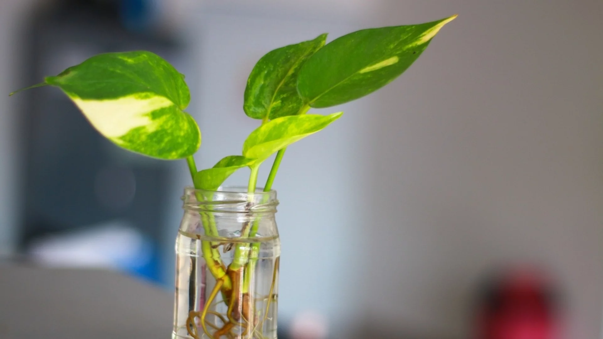 Как да размножим замия от листа