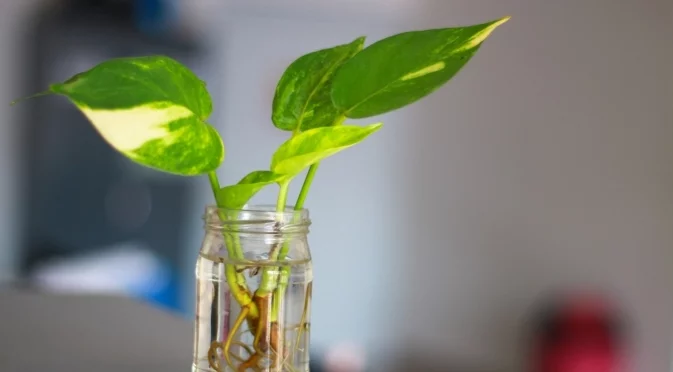 Как да размножим замия от листа