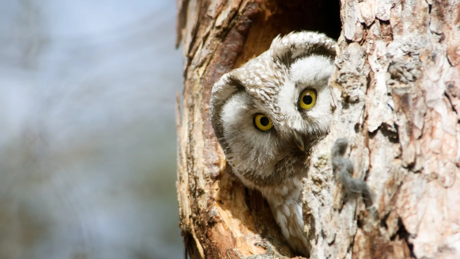 Утре Дева, Козирог + още 2 зодии няма да бъдат това, което са били до момента