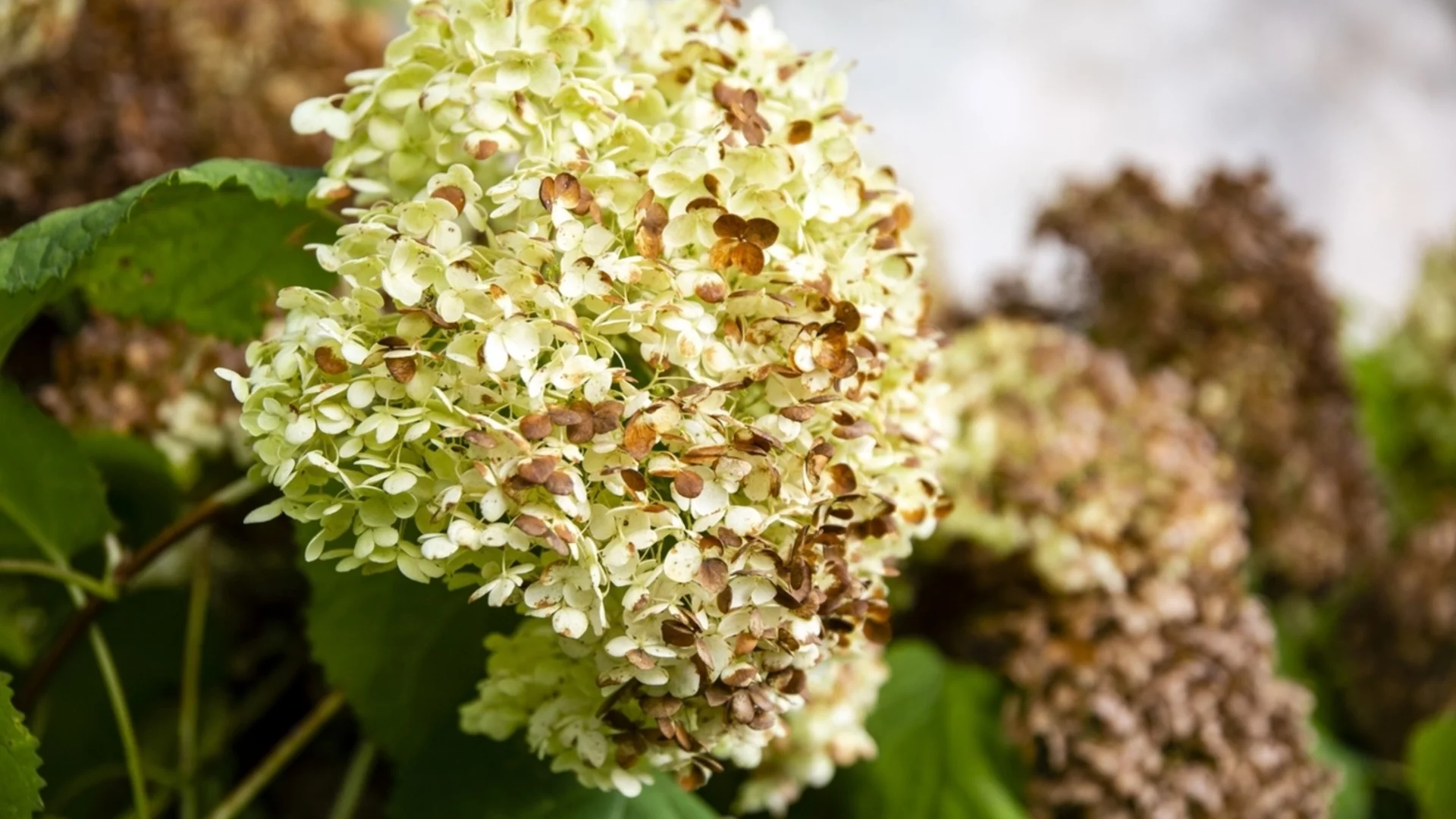 Важни неща, които трябва да направите за хортензиите преди първата слана 