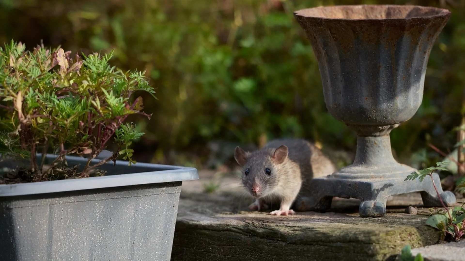 Зеленчуци във вашата есенна градина, които привличат плъхове в двора ви  