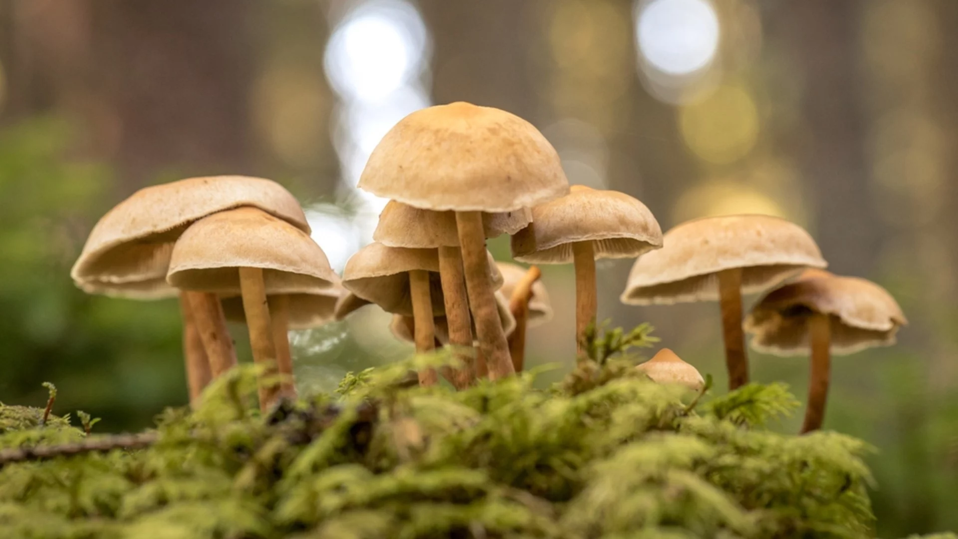 Бели гъби в двора: Кога да се притеснявате и кога да ги оставите?