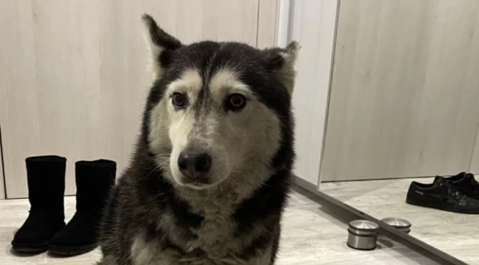 Прегазеното куче в София: Предстоят две важни експертизи