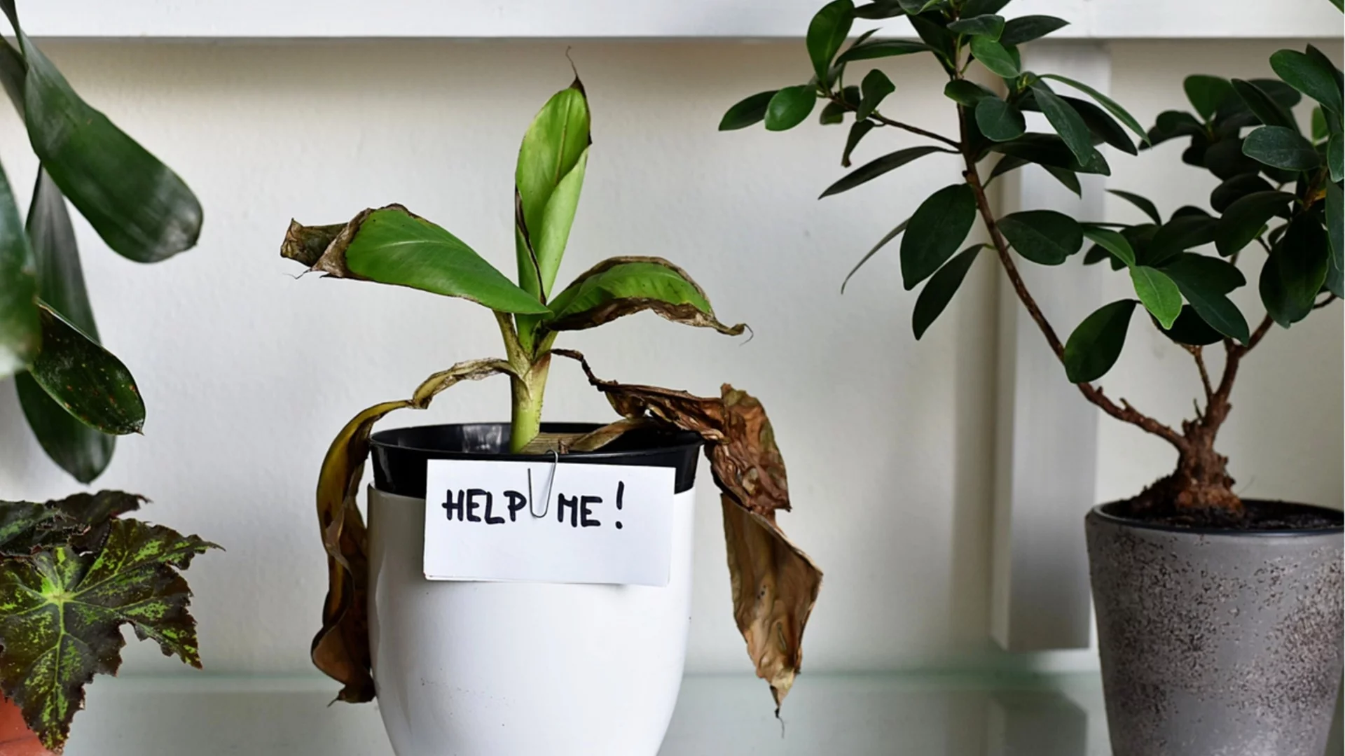 Никога НЕ изхвърляйте умиращо растение в кошчето