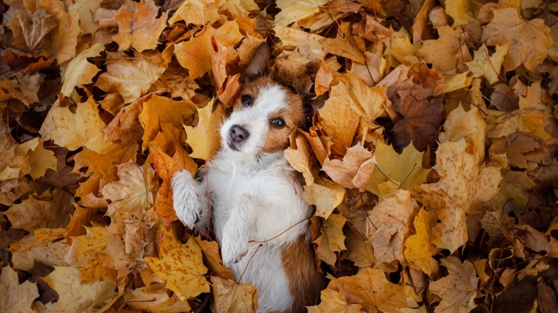 Едни убиват, други спасяват: Историята на Сахара - кучето с голям късмет (ВИДЕО)